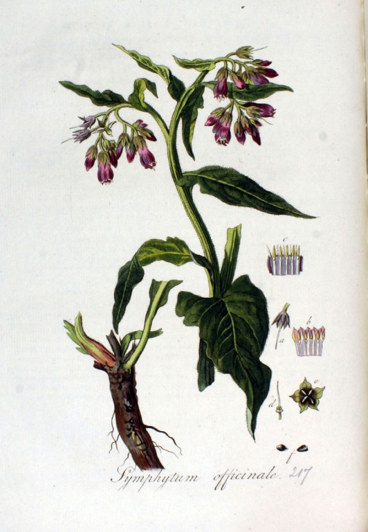 Beinwell Litho